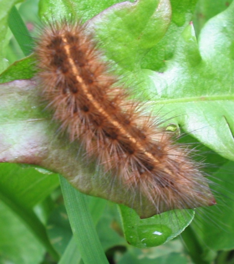 Bruchino peloso (Arctiidae)